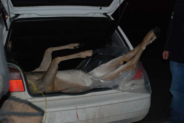 [Deer+in+car+trunk.jpg]