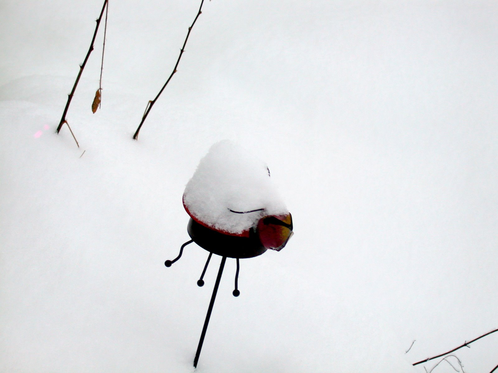[snowy+ladybug.jpg]
