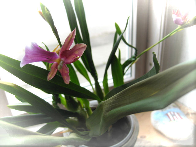 [12+august+012++lilla+orkide.jpg]
