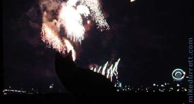 Morty the cat experiences July 4th Independence Day fireworks.