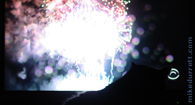 Morty the cat watches July 4th Independence Day fireworks.
