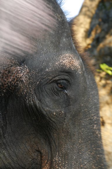 [srilankaelephant4.jpg]