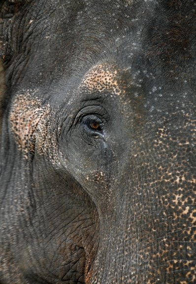 [srilankaelephant1.jpg]