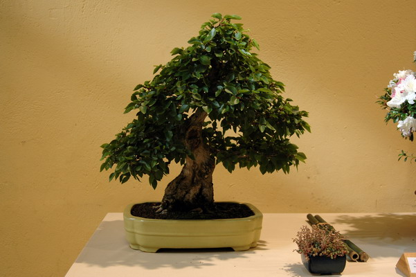 [bonsai_07.jpg]