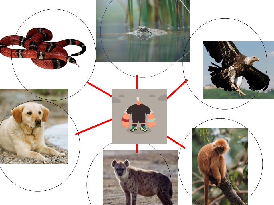 [six+animals.jpg]