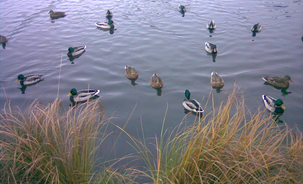 [Ducks_at_park_lamminsuo.jpg]