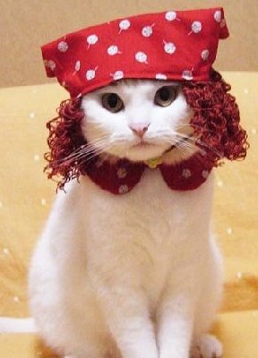 [t_cute_snowy_cat_ladies_151.jpg]