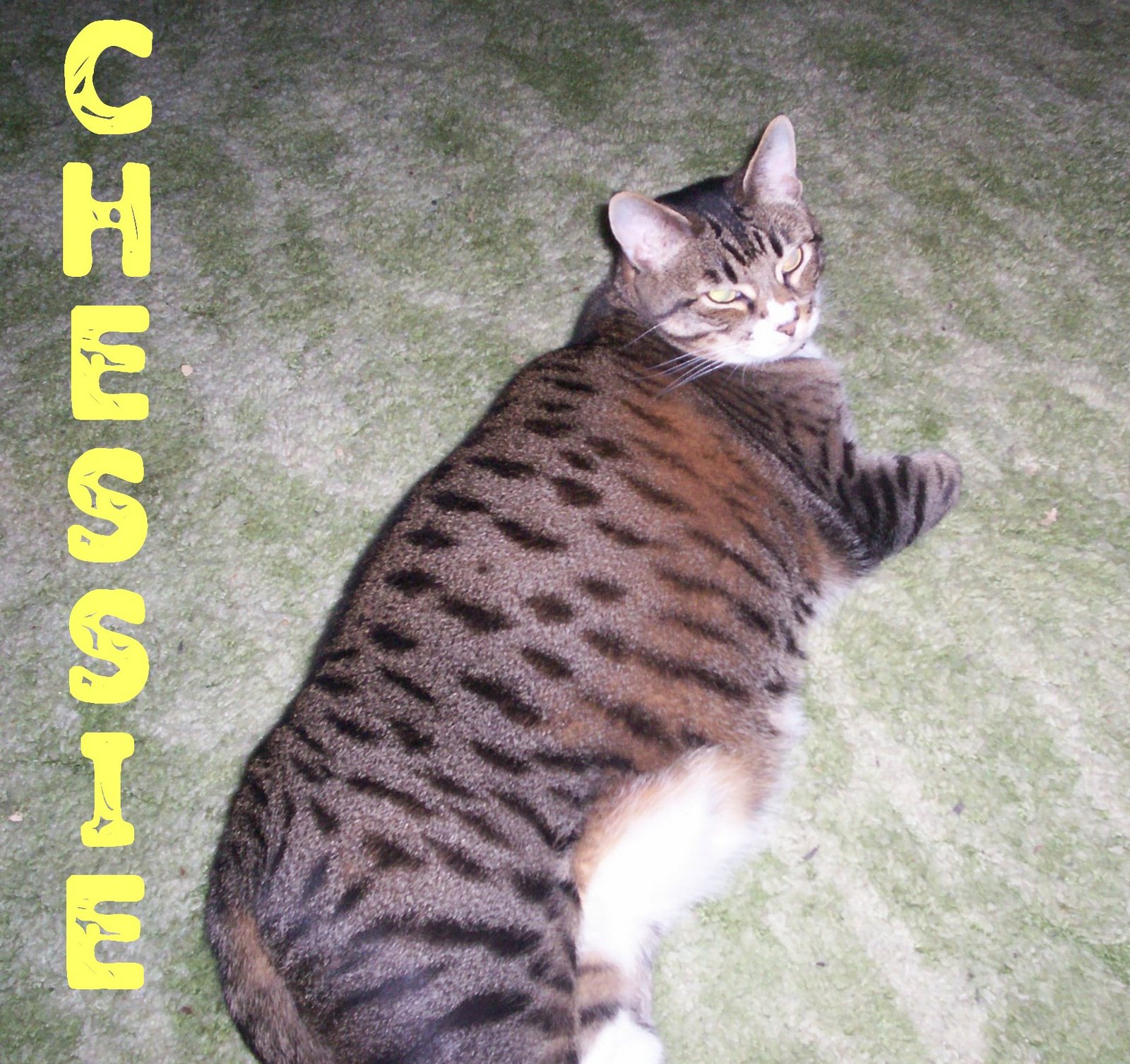 [Chessie+Fat+Cat.jpg]