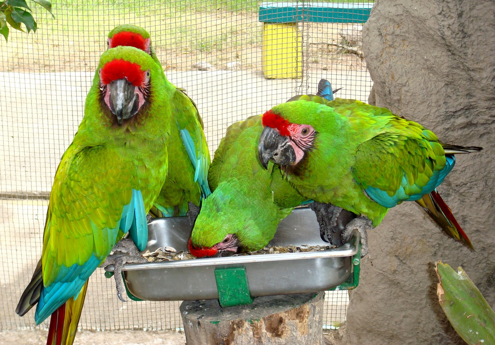 [13+parrots.JPG]