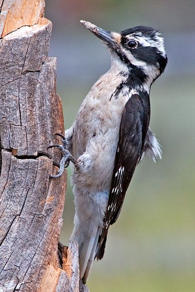 [400px-Hairy_Woodpecker_(female).jpg]