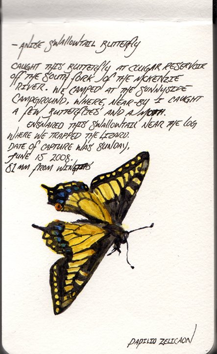 [Anise+Swallowtail+Butterfly+6-16-2007046.jpg]