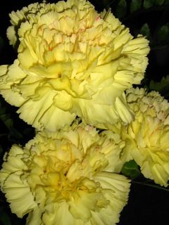 [Carnations.jpg]