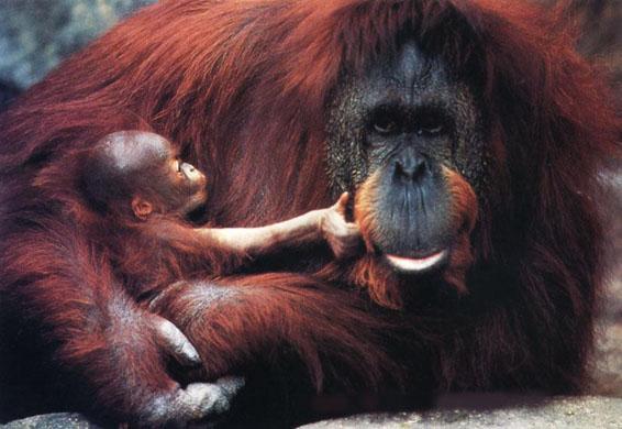 Orangotango-de-Sumatra... Até quando?