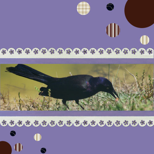 [black+bird.jpg]