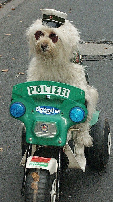 [Police+Dog.jpg]
