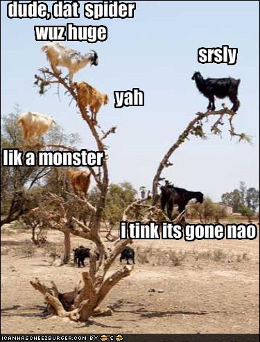 [funny-pictures-goats-discuss-spider-size.jpg]