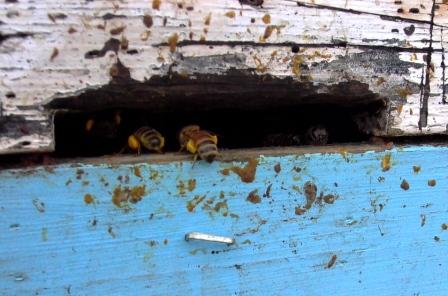 [bees+entering+hive.JPG]