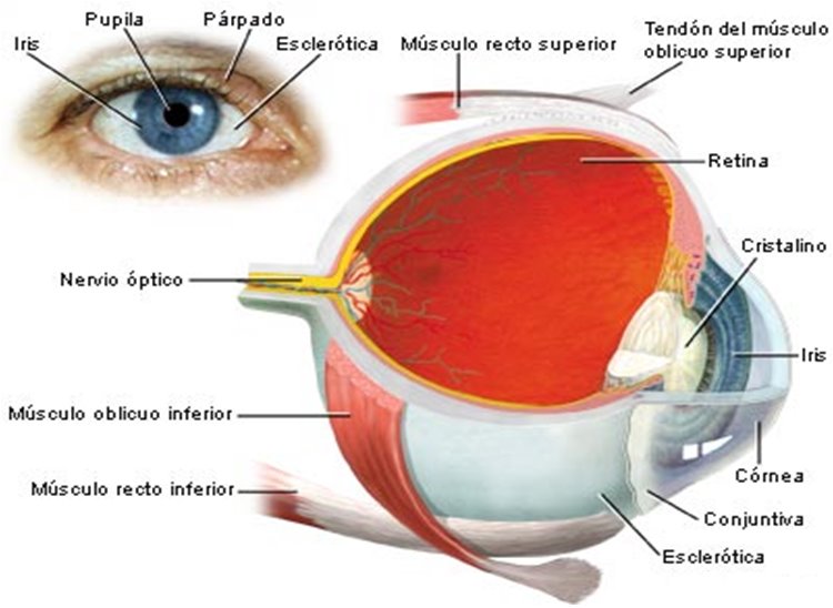 [anatomia+del+ojo+1.bmp]
