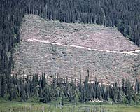 [deforestation+in+amazon.jpg]