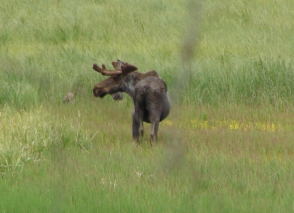 [bull+moose+in+our+meadow.JPG]
