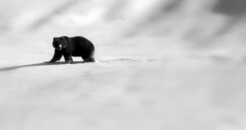 [grizzly+black+and+white.JPG]