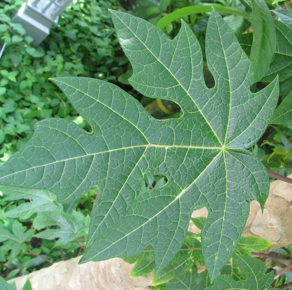 [Papaya_Leaf.jpg]