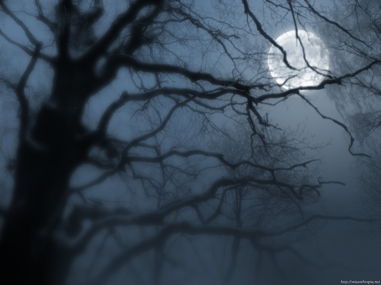 [moon_tree.jpg]