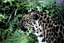 [leopard02s.JPG]