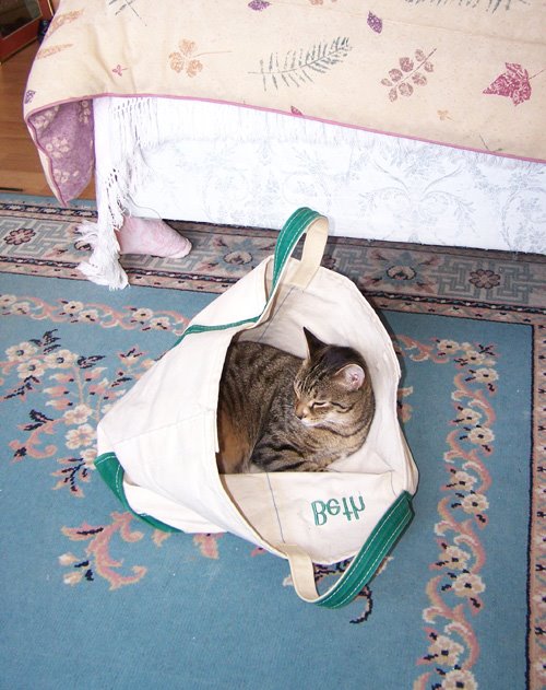 [bert+in+laundry+bag.jpg]