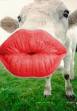 [cow+kiss.jpg]