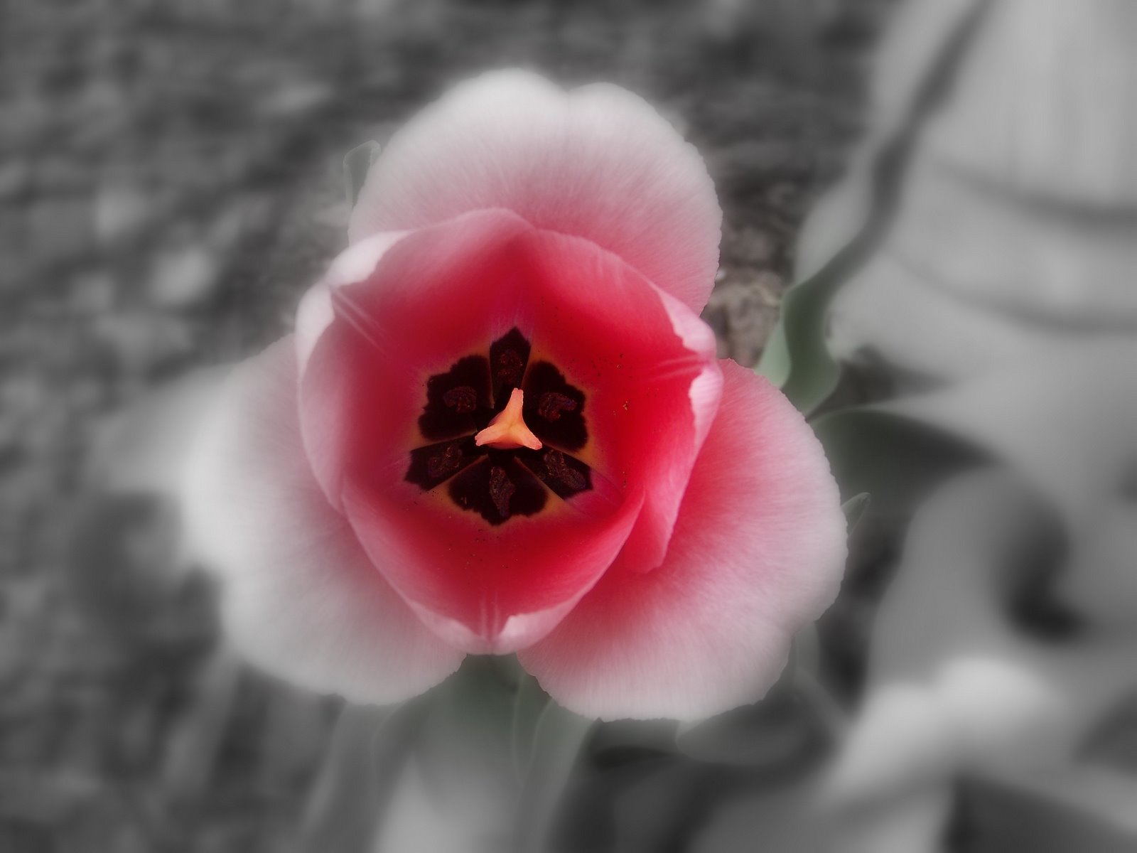 [flower+altered.jpg]