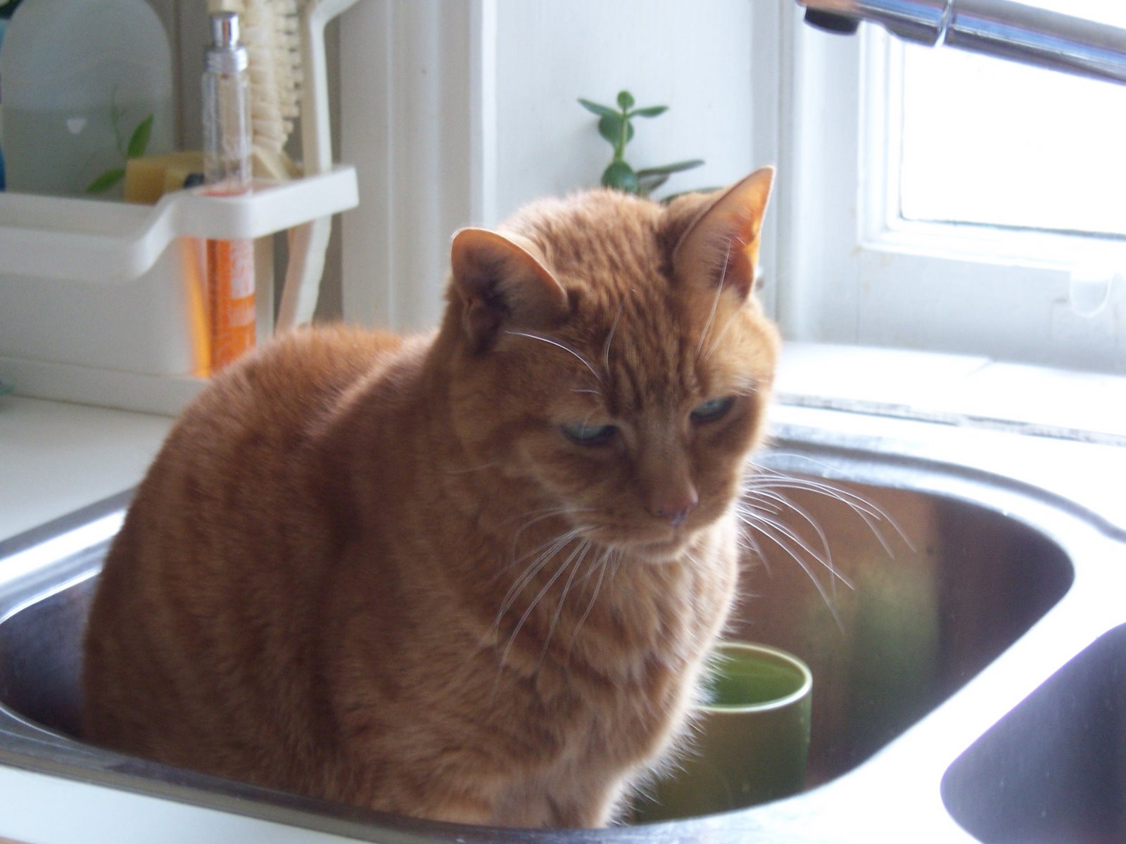 [Cat+in+sink+2.5.06+002.jpg]