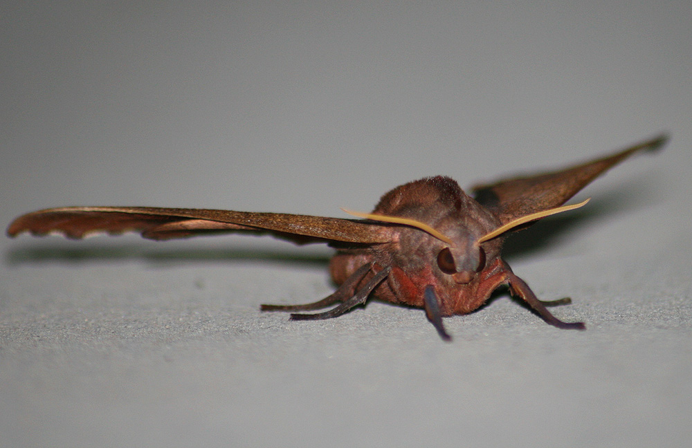 [moth2.JPG]
