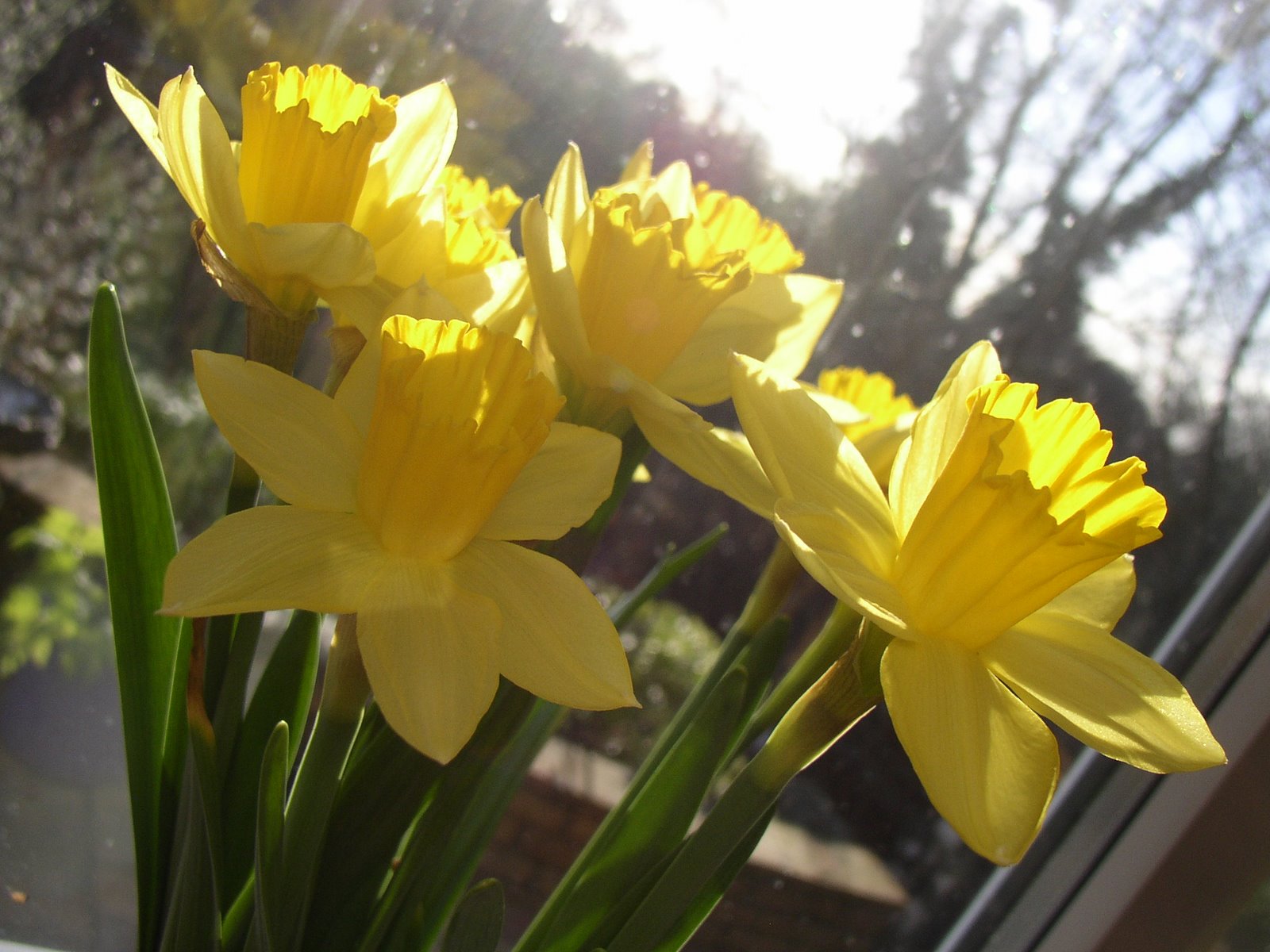[Daffodils+3.JPG]