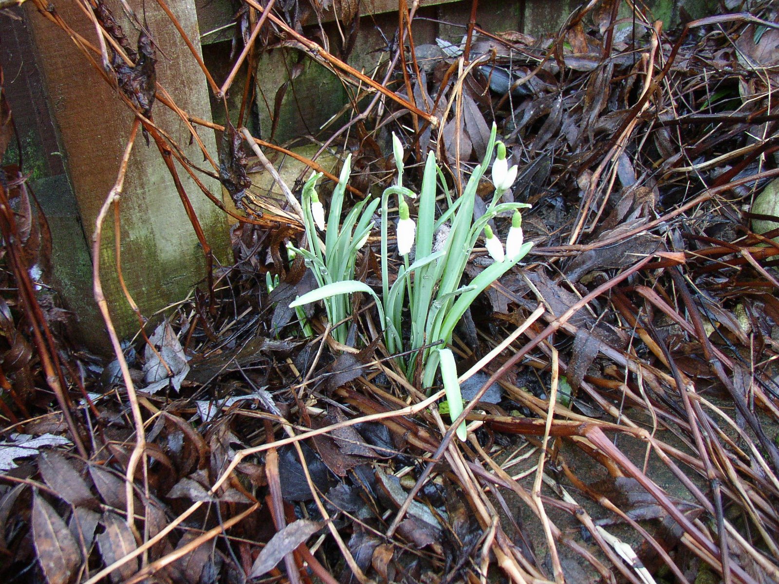 [The+First+snowdrops.JPG]