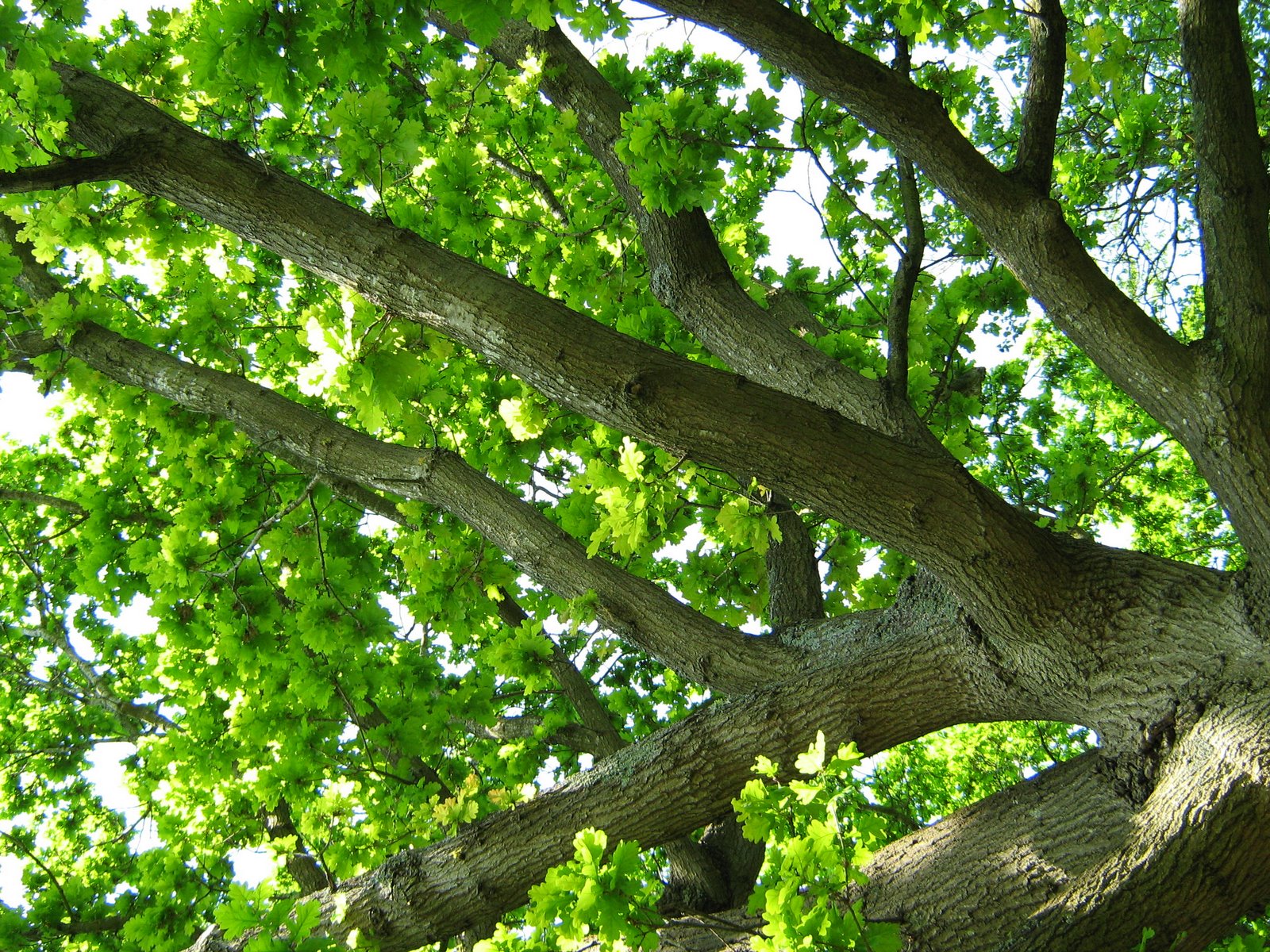 [Quercus+robur.jpg]