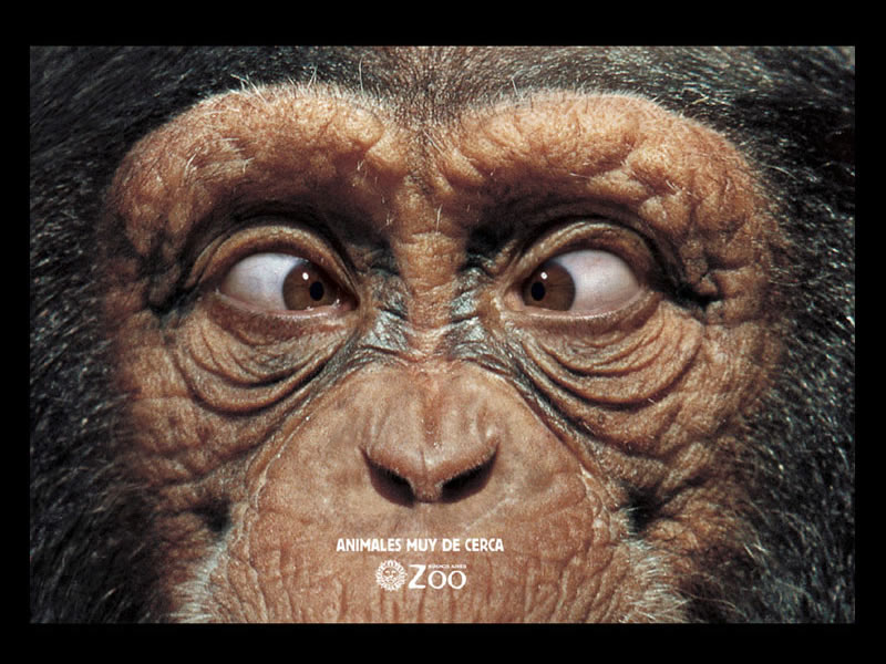 [chimpance_zoo_ojo05.jpg]