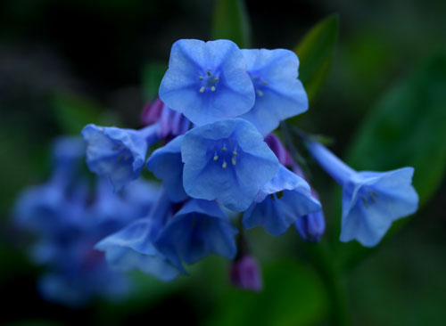 [blueflowers-forweb.jpg]