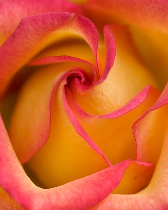 [rose+close+up+2.jpg]