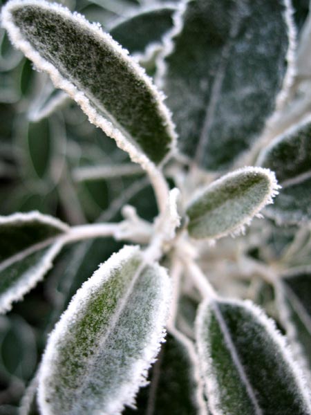 [frost-2.jpg]