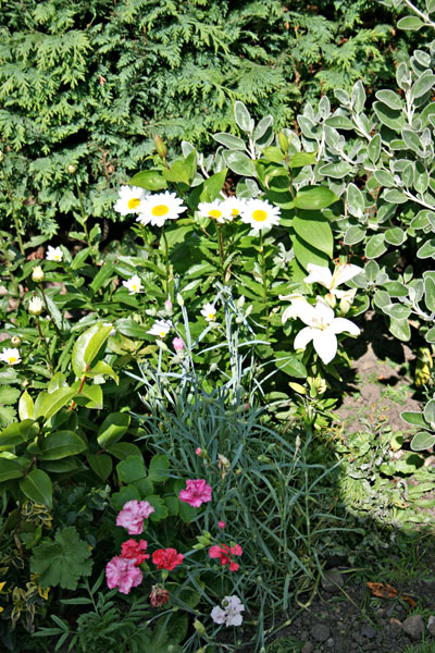 [white-lillies-and-daisies.jpg]