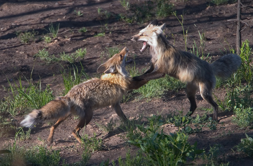 [fox_fight.jpg]