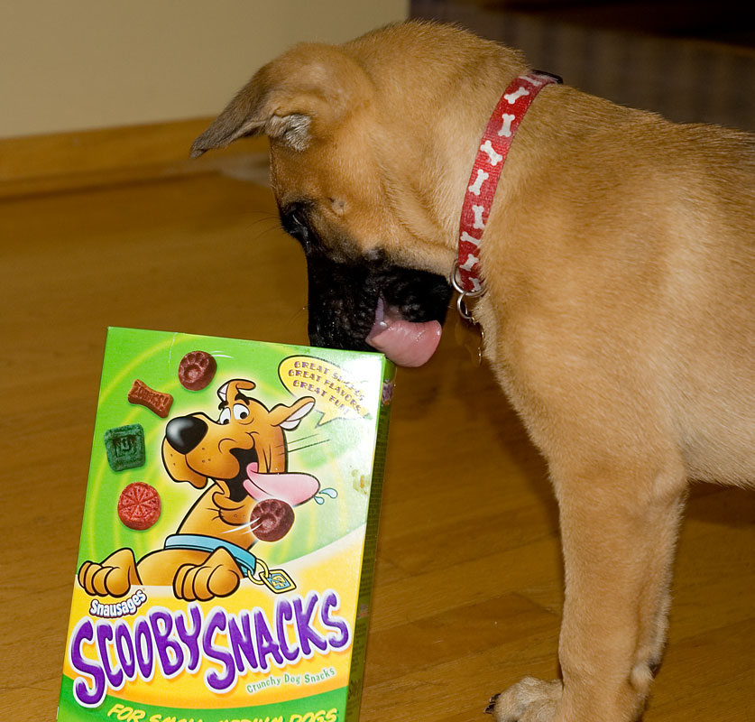 [Scooby-Snacks.jpg]