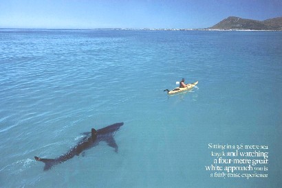 [shark-kayak.jpg]