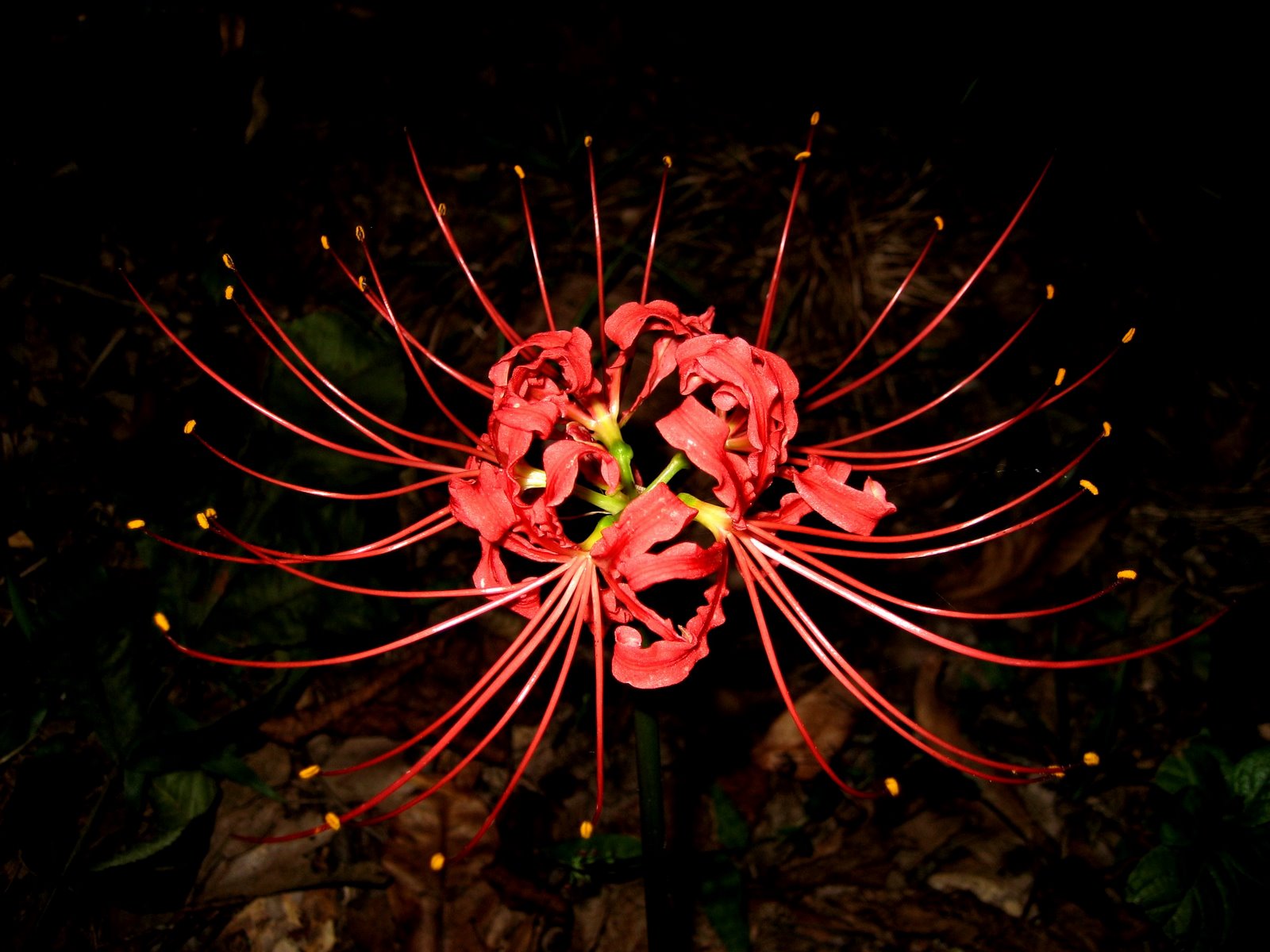 [_lycoris+radiata+(red+spider+lily).JPG]