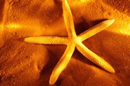 [starfish1.jpg]