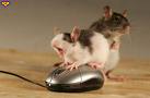 [mouses.jpg]