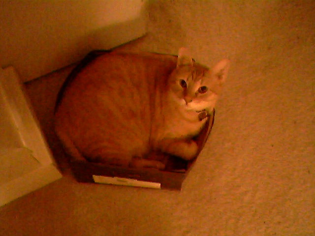 [cat+in+the+box.jpg]