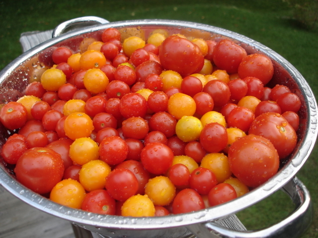 [little+tomatoes.JPG]