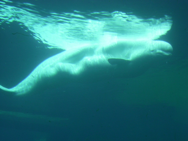 [beluga+whale.JPG]
